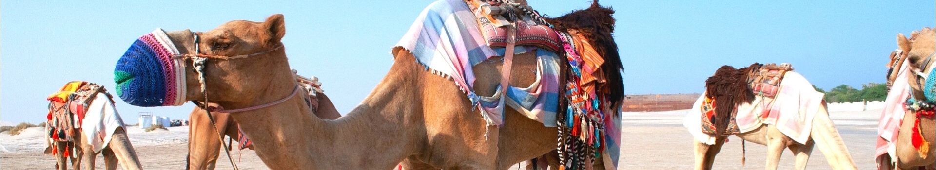 Website Main Banner 1920 x 350