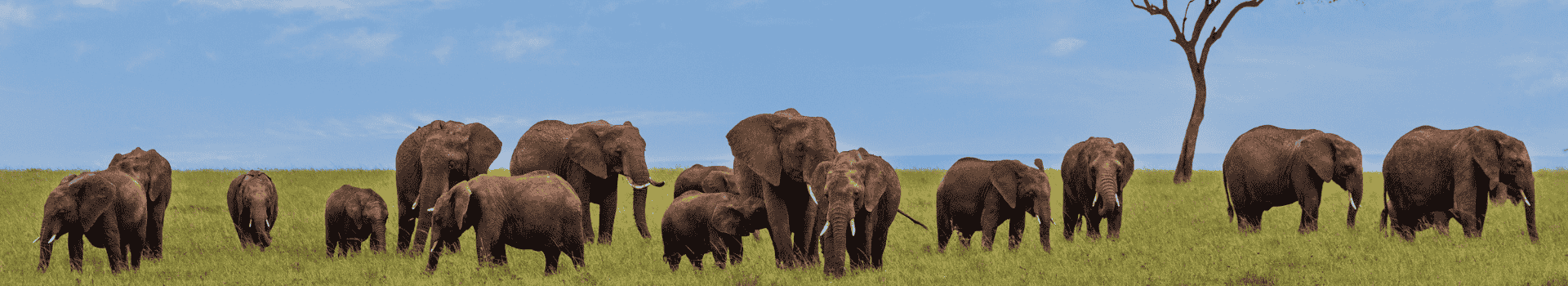 Kenya Destination Page Banner Page Banner